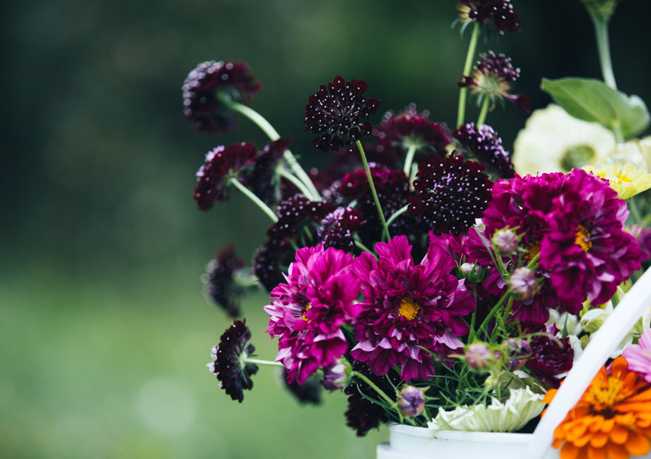 Embellir son quotidien avec Les Aubes