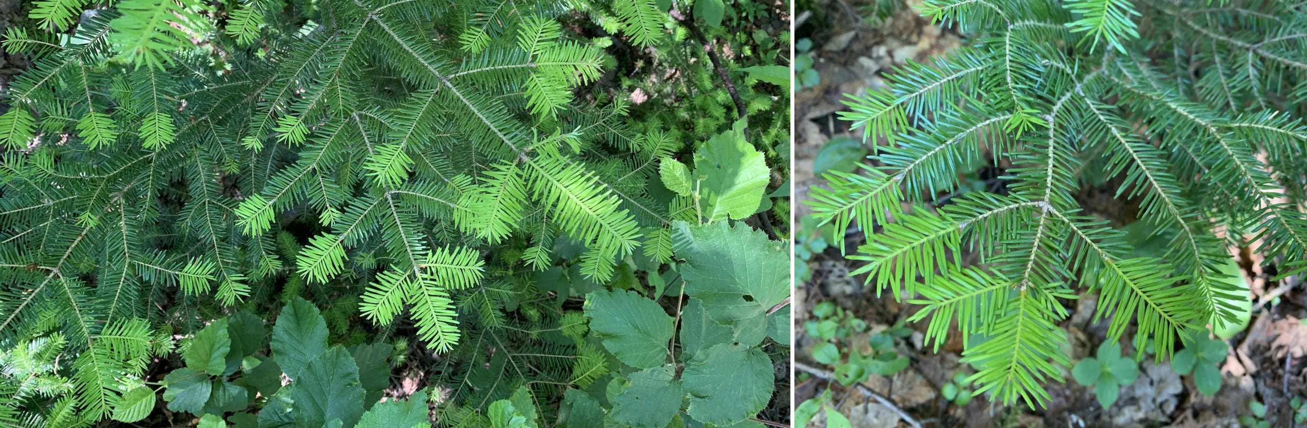 Cueillette de pousses de sapin beaumier